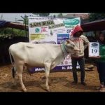 SAPI QURBAN 2018 No Sapi : 19W Kandang 4M