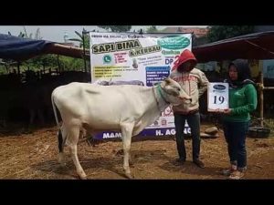 SAPI QURBAN 2018 No Sapi : 19W Kandang 4M