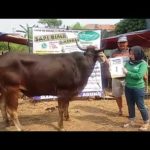 SAPI QURBAN 2018 No Sapi : 1W Kandang 4M