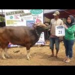 SAPI QURBAN 2018 No Sapi : 21W Kandang 4M