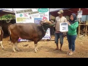 SAPI QURBAN 2018 No Sapi : 21W Kandang 4M