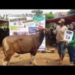 SAPI QURBAN 2018 No Sapi : 24W Kandang 4M