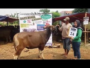 SAPI QURBAN 2018 No Sapi : 24W Kandang 4M