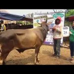 SAPI QURBAN 2018 No Sapi : 25W1 Kandang 4M