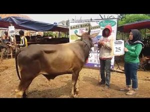 SAPI QURBAN 2018 No Sapi : 25W1 Kandang 4M