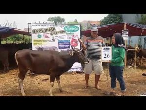 SAPI QURBAN 2018 No Sapi : 26W1 Kandang 4M