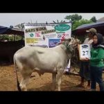 SAPI QURBAN 2018 No Sapi : 27W Kandang 4M