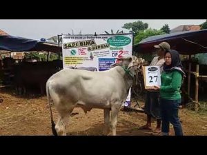 SAPI QURBAN 2018 No Sapi : 27W Kandang 4M