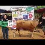 SAPI QURBAN 2018 No Sapi : 28W Kandang 4M