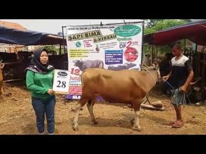 SAPI QURBAN 2018 No Sapi : 28W Kandang 4M