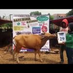 SAPI QURBAN 2018 No Sapi : 29W Kandang 4M