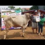 SAPI QURBAN 2018 No Sapi : 2W Kandang 4M