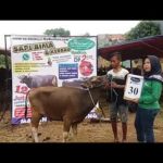 SAPI QURBAN 2018 No Sapi : 30W Kandang 4M