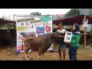 SAPI QURBAN 2018 No Sapi : 30W Kandang 4M