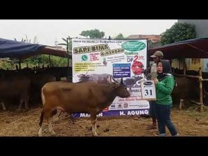 SAPI QURBAN 2018 No Sapi : 31W 2 Kandang 4M