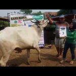 SAPI QURBAN 2018 No Sapi : 3W Kandang 4M