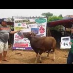 SAPI QURBAN 2018 No Sapi : 45W Kandang 2M