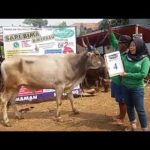 SAPI QURBAN 2018 No Sapi : 4W Kandang 4M