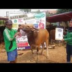 SAPI QURBAN 2018 No Sapi : 5W Kandang 4M