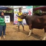 SAPI QURBAN 2018 No Sapi : 6W Kandang 4M