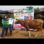 SAPI QURBAN 2018 No Sapi : 7W Kandang 4M