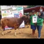 SAPI QURBAN 2018 No Sapi : 8W Kandang 4M