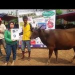 SAPI QURBAN 2018 No Sapi : 9W Kandang 4M