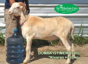 Domba By Request 35 kg>