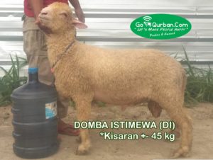 Domba by Request 45 kg>