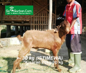 Kambing Qurban ISTIMEWA