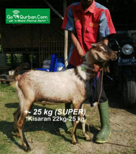 Kambing Qurban SUPER