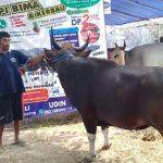 SAPI QURBAN 2018 Kandang R NoSapi : 56