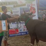 SAPI QURBAN 2019 No Sapi : 1