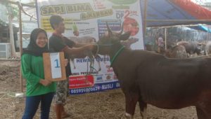 SAPI QURBAN 2019 No Sapi : 1