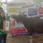 SAPI QURBAN 2019 No Sapi : 2