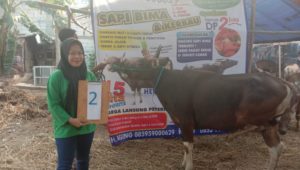 SAPI QURBAN 2019 No Sapi : 2