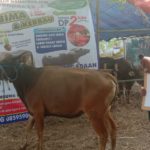 SAPI QURBAN 2019 No Sapi : 33