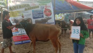 SAPI QURBAN 2019 No Sapi : 33