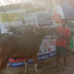 SAPI QURBAN 2019 No Sapi : 34