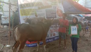 SAPI QURBAN 2019 No Sapi : 34