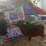 SAPI QURBAN 2019 No Sapi : 36