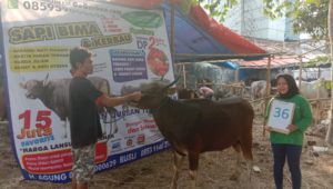 SAPI QURBAN 2019 No Sapi : 36