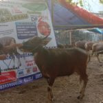 SAPI QURBAN 2019 No Sapi : 37