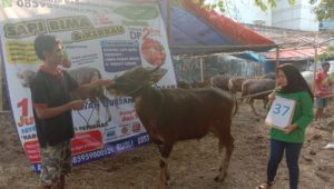 SAPI QURBAN 2019 No Sapi : 37