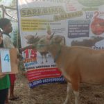 SAPI QURBAN 2019 No Sapi : 4