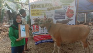 SAPI QURBAN 2019 No Sapi : 4