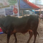 SAPI QURBAN 2019 No Sapi : 48