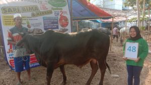 SAPI QURBAN 2019 No Sapi : 48