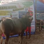 SAPI QURBAN 2019 No Sapi : 49