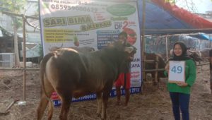 SAPI QURBAN 2019 No Sapi : 49